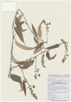 藏品(柳氏懸鉤子)的圖片